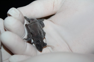 Tiny Brazilian Free-Tailed Bat in Hand