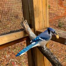 Our lone overwintering BlueJay