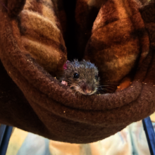 Mouse rescued from a jetski