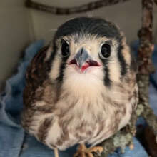 Kestrel Fledgling