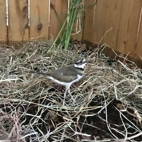 Fledgling Killdeer