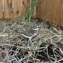Fledgling Killdeer
