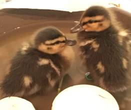 Baby Mallards shortly after arrival at RWS.