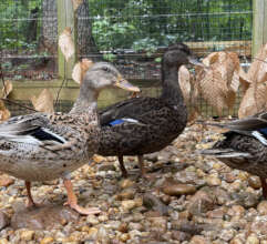 Mallards