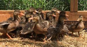 Mallards growing up!