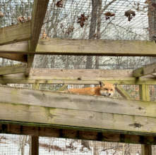 Overwintering/recovering from mange fox