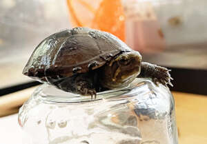 Striped Mud Turtle