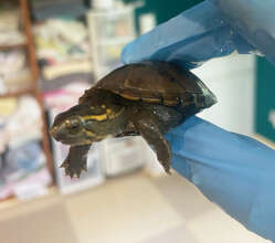 Mud Turtle