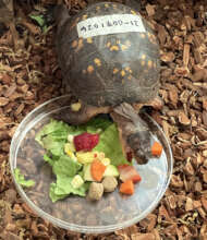 Turtle Spa Dinner Menu