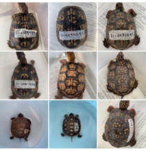 Overwintering Shell Patterns