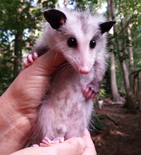 Rescued from roadkill-now a second chance at life.