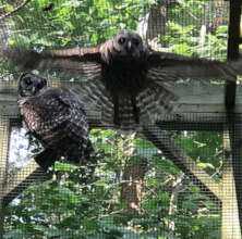 Owl in flight enclosure