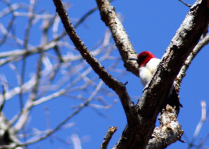 Scouting for a nest cavity.
