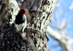 Seen through the branches