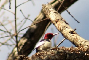 Red-headed woodpecker in the woods at RWS