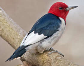 Adult Red Hdeaded Woodpecker