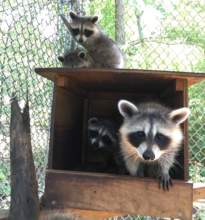 Raccoons in one of their outdoor enclosures at RWS