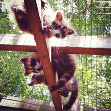 Raccoons enjoying their outdoor enclosure