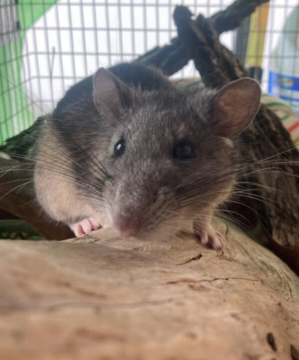 Allegheny Wood Rat