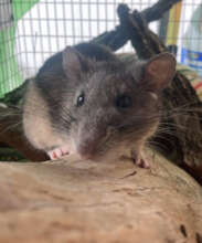 Allegheny Wood Rat
