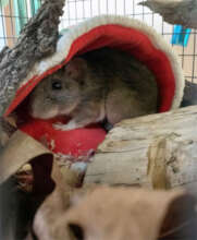 Allegheny Wood Rat
