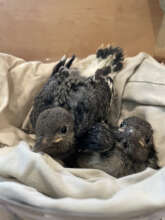 Baby Red Headed Woodpecker