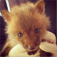 Red Fox Kit - one of six this spring