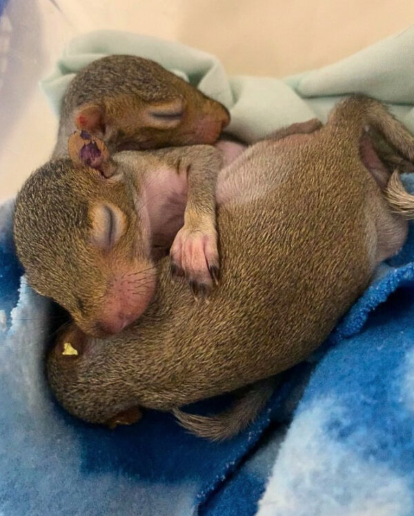 Eastern Gray Squirrel