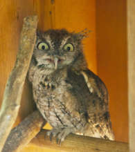 New Education Screech Owl