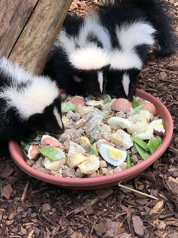 Skunks eating in enclosure