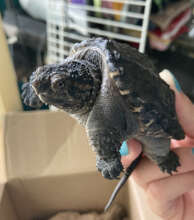 Snapping Turtle Arrives