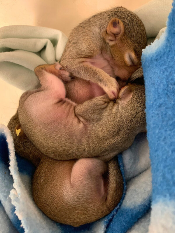 Eastern Gray Squirrel
