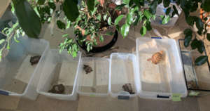 Box Turtle Spa Day