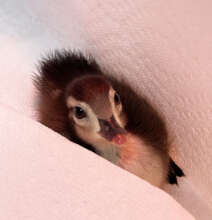 Baby Wood Duck