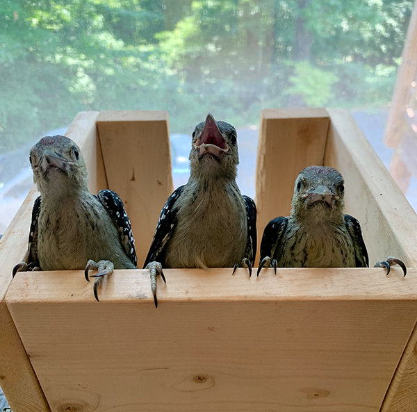 Redheaded Woodpeckers