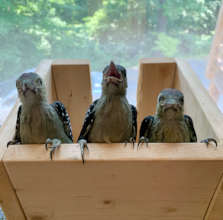 Redheaded Woodpeckers