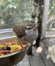 Baby Wren