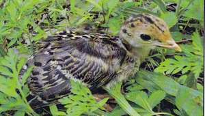 Rescued from drowning, now released into the wild.