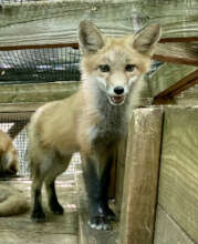 Fox kit in enclosure