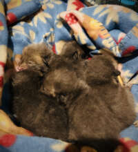 The five fox kits we helped reunite!