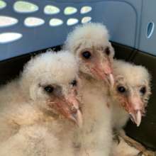 owlets upon arrival