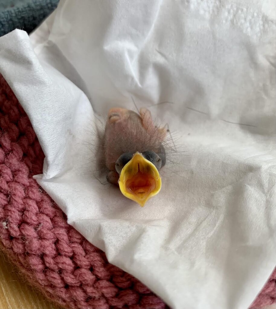 Give Orphaned and Injured Wildlife a Second Chance