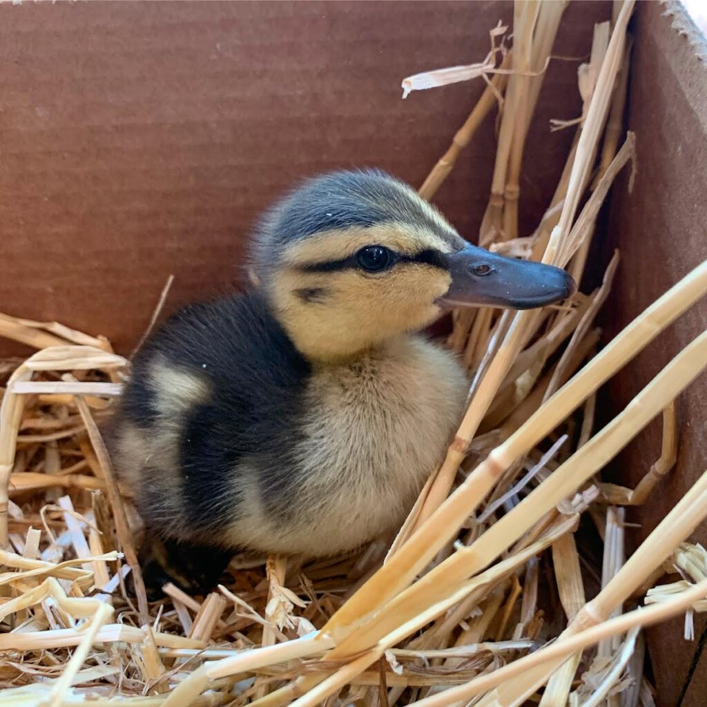 Give Orphaned and Injured Wildlife a Second Chance