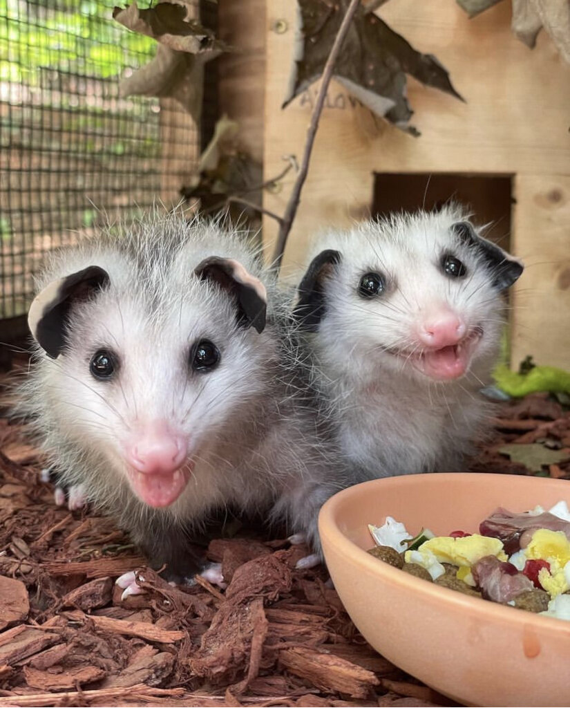Give Orphaned and Injured Wildlife a Second Chance