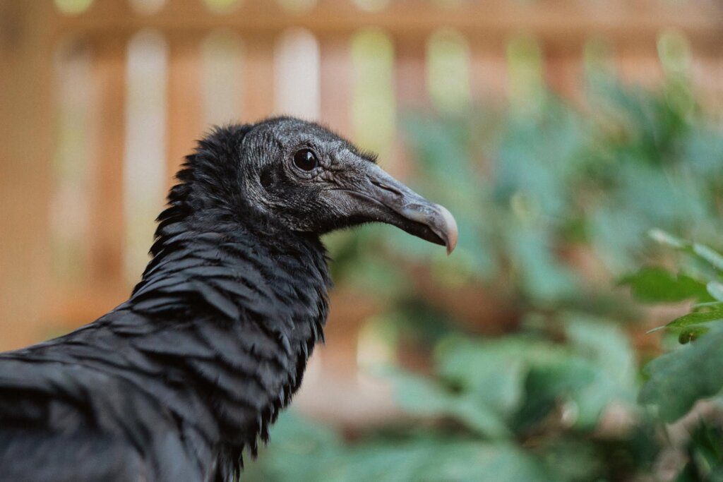 Give Orphaned and Injured Wildlife a Second Chance