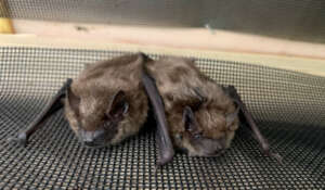 Big brown bats