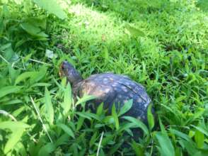 Woodland box turtle release