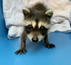 Orphaned raccoons: an RWS specialty!