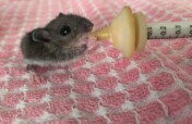Give Orphaned and Injured Wildlife a Second Chance