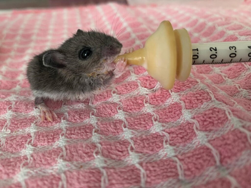 Give Orphaned and Injured Wildlife a Second Chance